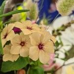 Phlox drummondii फूल