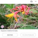 Crocosmia × crocosmiiflora 花