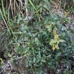 Graptophyllum macrostemon Habit
