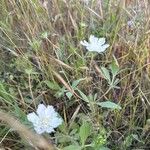 Lomelosia palaestina Kwiat