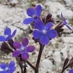 Anchusa azurea Цвят