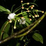 Chrysochlamys psychotriifolia