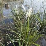 Crinum viviparum Flower