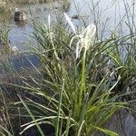 Crinum viviparum 花