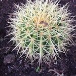 Ferocactus cylindraceus Leaf