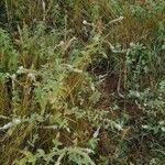Mentha longifolia Cvet
