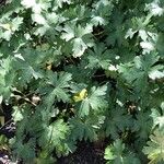 Geranium platypetalum Leaf