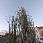 Fouquieria splendens Habit