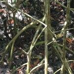 Rhizophora mangle Rinde