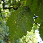 Crataegus douglasii Листок