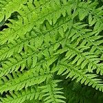 Athyrium filix-femina Blad