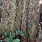 Pouteria alnifolia Rinde