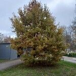 Quercus robur Habit