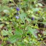 Trichostema dichotomum Flor