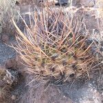 Echinopsis ferox Otro
