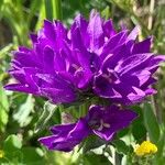 Campanula glomerata Flower