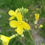 Brassica barrelieri Fleur