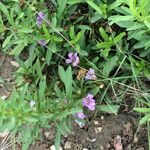 Dyschoriste linearis Hábito