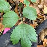 Ranunculus hispidus Leaf