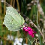 Silene coronaria Kukka