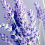 Lavandula angustifoliaКветка