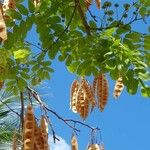 Albizia lebbeck Blad