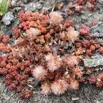 Sedum andegavense 形態