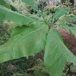 Magnolia macrophylla Leaf