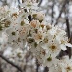Prunus cerasus Blomma