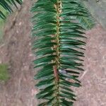 Abies numidica পাতা