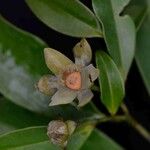 Guatteria australis Cvet