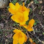 Crocus chrysanthus Květ