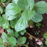 Plectranthus ornatus Leaf