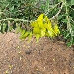 Crotalaria agatiflora Flor