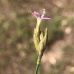 Petrorhagia prolifera Flower