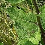 Verbascum chaixii برگ