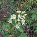 Anticlea elegans Fiore