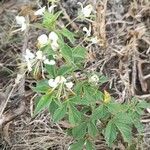 Cleome aculeata Хабит