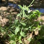 Epilobium roseum Costuma