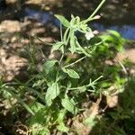 Epilobium roseum Habit