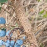 Berberis aquifolium Ŝelo