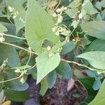 Fallopia dumetorum Leaf