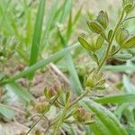 Veronica triphyllos Leaf