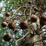 Couroupita guianensis Fruit