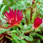 Drosanthemum speciosum Flower