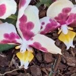 Phalaenopsis × singuliflora Flower