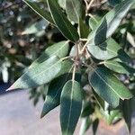 Quercus ilex Fuelha