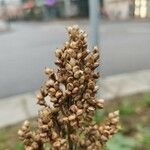 Sorghum bicolor Frucht