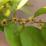 Drypetes gerrardii Flower