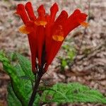 Scutellaria costaricana പുഷ്പം